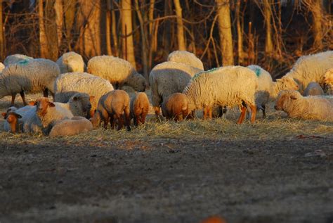 Raspberry Ridge Sheep Farm